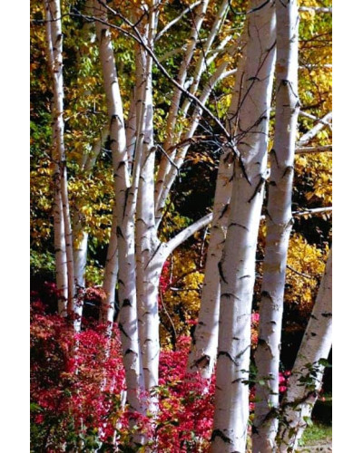 Береза паперова | Betula papyrifera | Берёза бумажная