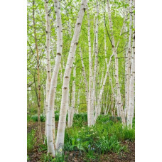 Береза паперова | Betula papyrifera | Берёза бумажная