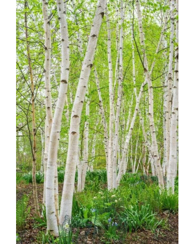 Береза паперова | Betula papyrifera | Берёза бумажная