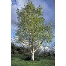 Береза паперова | Betula papyrifera | Берёза бумажная