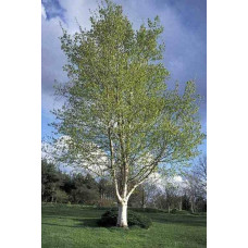 Береза паперова | Betula papyrifera | Берёза бумажная