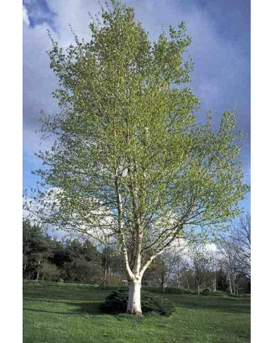 Береза паперова | Betula papyrifera | Берёза бумажная