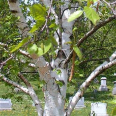 Береза паперова | Betula papyrifera | Берёза бумажная