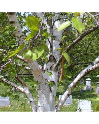 Береза паперова | Betula papyrifera | Берёза бумажная