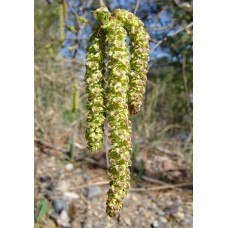 Береза паперова | Betula papyrifera | Берёза бумажная