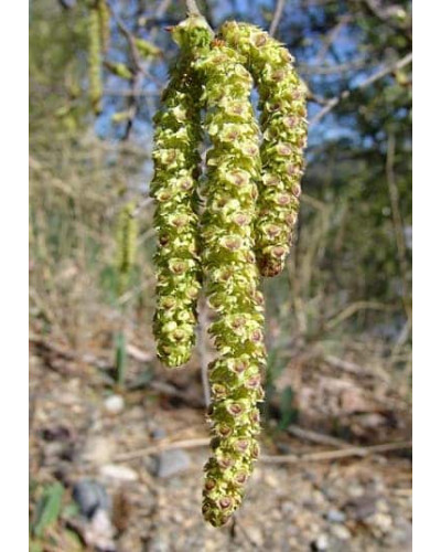 Береза паперова | Betula papyrifera | Берёза бумажная