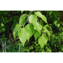 Береза паперова | Betula papyrifera | Берёза бумажная