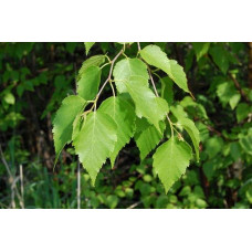 Береза паперова | Betula papyrifera | Берёза бумажная