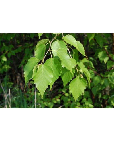 Береза паперова | Betula papyrifera | Берёза бумажная