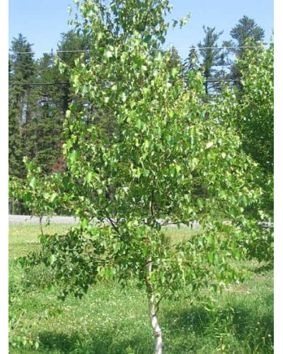 Береза паперова | Betula papyrifera | Берёза бумажная