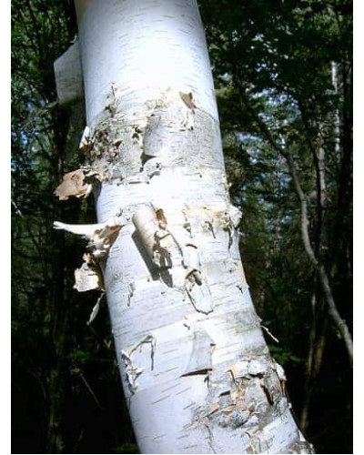 Береза паперова | Betula papyrifera | Берёза бумажная