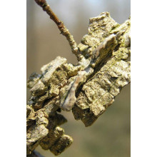 В`яз / ільм / берест корковий | Ulmus suberosa | Вяз / ильм / берест пробковый