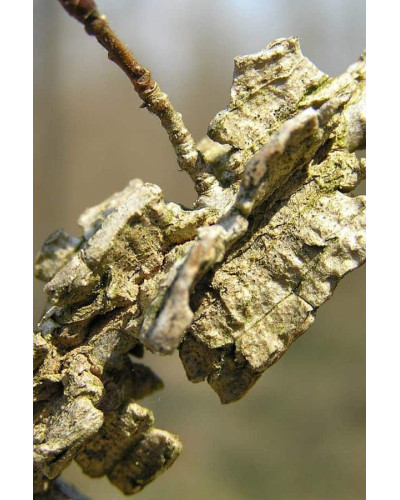 В`яз / ільм / берест корковий | Ulmus suberosa | Вяз / ильм / берест пробковый