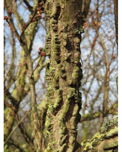 В`яз / ільм / берест корковий | Ulmus suberosa | Вяз / ильм / берест пробковый