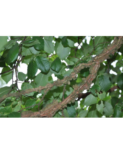 В`яз / ільм / берест корковий | Ulmus suberosa | Вяз / ильм / берест пробковый