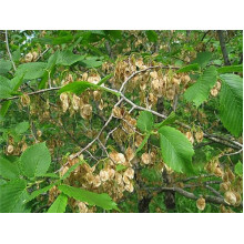 В`яз / ільм / берест корковий | Ulmus suberosa | Вяз / ильм / берест пробковый