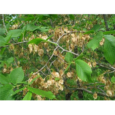 В`яз / ільм / берест корковий | Ulmus suberosa | Вяз / ильм / берест пробковый