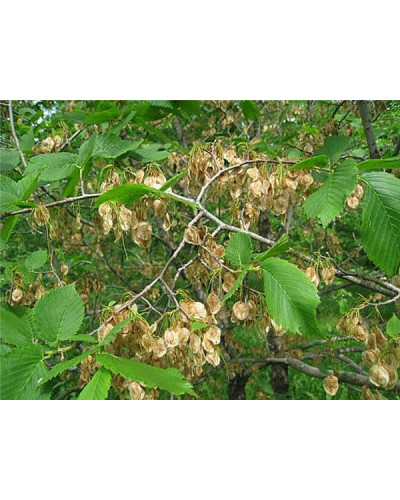 В`яз / ільм / берест корковий | Ulmus suberosa | Вяз / ильм / берест пробковый