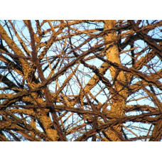 В`яз / ільм / берест корковий | Ulmus suberosa | Вяз / ильм / берест пробковый
