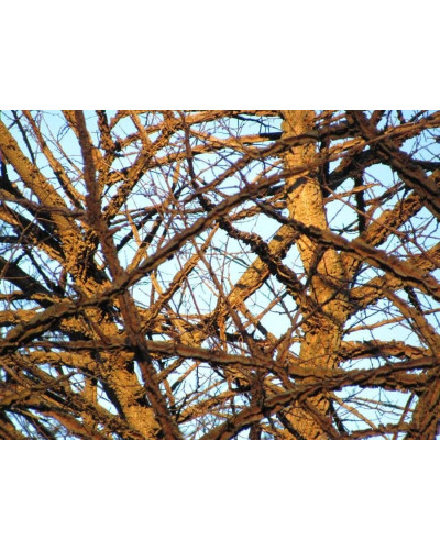 В`яз / ільм / берест корковий | Ulmus suberosa | Вяз / ильм / берест пробковый
