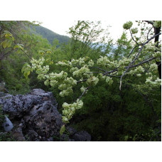 В`яз / ільм / берест корковий | Ulmus suberosa | Вяз / ильм / берест пробковый