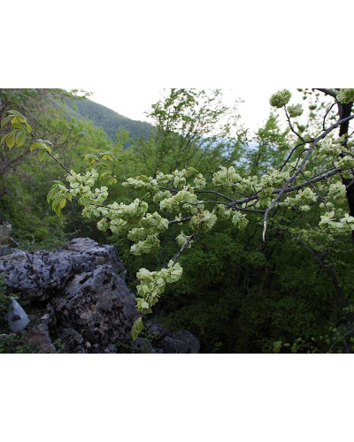 В`яз / ільм / берест корковий | Ulmus suberosa | Вяз / ильм / берест пробковый