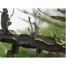 В`яз / ільм / берест корковий | Ulmus suberosa | Вяз / ильм / берест пробковый