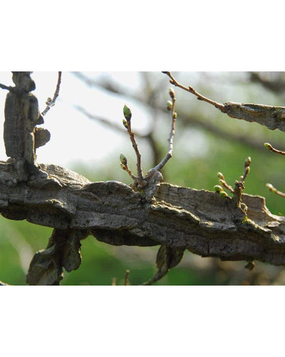 В`яз / ільм / берест корковий | Ulmus suberosa | Вяз / ильм / берест пробковый