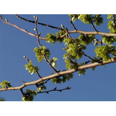 В`яз / ільм / берест шорсткий / монтана | Ulmus glabra | Вяз / ильм / берестшершавый / монтана