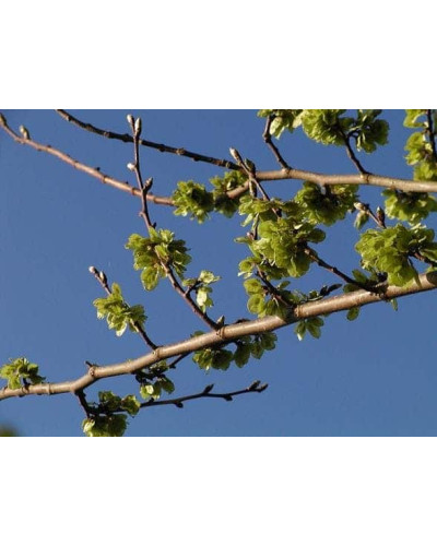 В`яз / ільм / берест шорсткий / монтана | Ulmus glabra | Вяз / ильм / берестшершавый / монтана