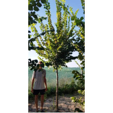 В`яз / ільм / берест шорсткий / монтана | Ulmus glabra | Вяз / ильм / берестшершавый / монтана