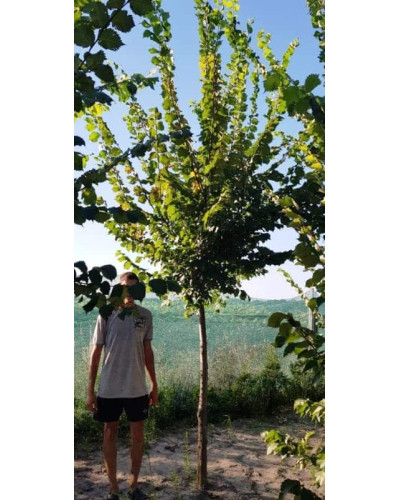 В`яз / ільм / берест шорсткий / монтана | Ulmus glabra | Вяз / ильм / берестшершавый / монтана