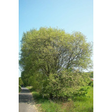 Верба козяча | Salix caprea | Ива козья