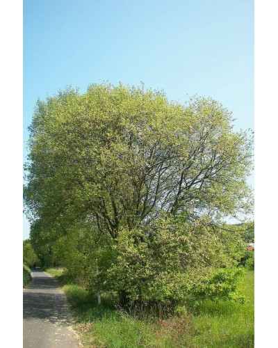 Верба козяча | Salix caprea | Ива козья