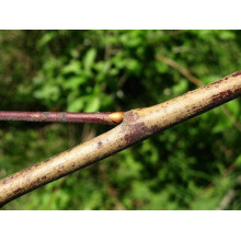 Верба козяча | Salix caprea | Ива козья