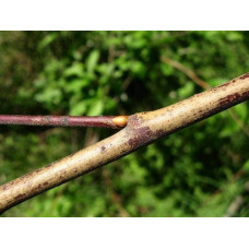 Верба козяча | Salix caprea | Ива козья