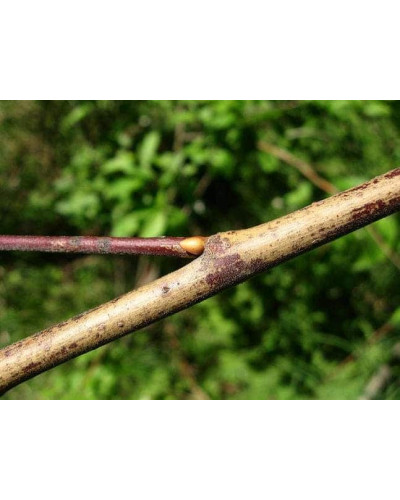 Верба козяча | Salix caprea | Ива козья
