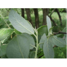 Верба козяча | Salix caprea | Ива козья