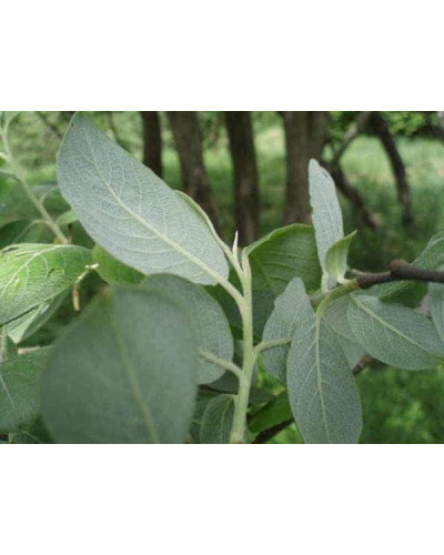 Верба козяча | Salix caprea | Ива козья