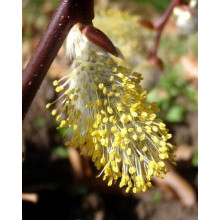 Верба козяча | Salix caprea | Ива козья