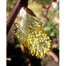 Верба козяча | Salix caprea | Ива козья