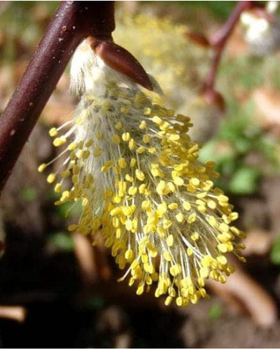 Верба козяча | Salix caprea | Ива козья