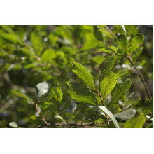 Верба козяча | Salix caprea | Ива козья