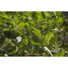 Верба козяча | Salix caprea | Ива козья