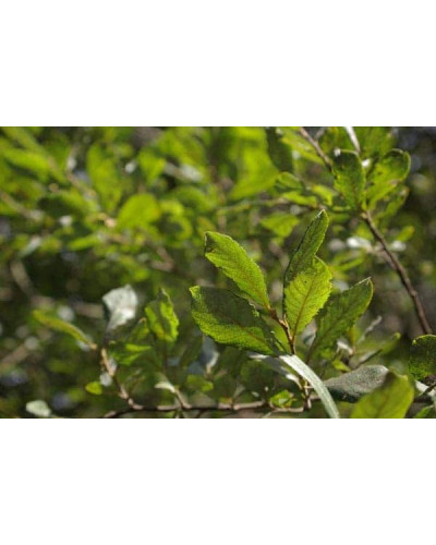 Верба козяча | Salix caprea | Ива козья