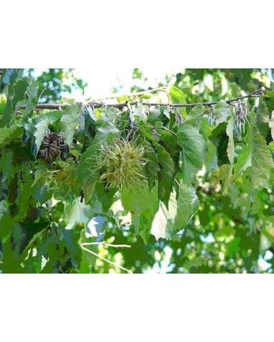 Горіх ведмежий / Ліщина деревоподібна | Corylus colurna | Орех медвежий / Лещина древовидная