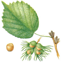 Горіх ведмежий / Ліщина деревоподібна | Corylus colurna | Орех медвежий / Лещина древовидная