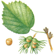 Горіх ведмежий / Ліщина деревоподібна | Corylus colurna | Орех медвежий / Лещина древовидная