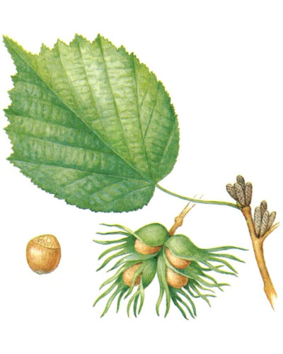 Горіх ведмежий / Ліщина деревоподібна | Corylus colurna | Орех медвежий / Лещина древовидная