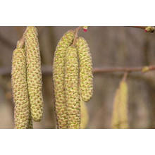 Горіх ведмежий / Ліщина деревоподібна | Corylus colurna | Орех медвежий / Лещина древовидная